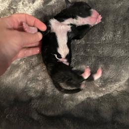 Black and white - Black and white male Bernedoodle puppy in Holt, Missouri from Mindys Doodles