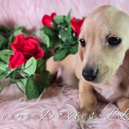 Piper English Cream AKC - Cream female Dachshund puppy in Kansas City, Missouri from Divine Doxies LLC