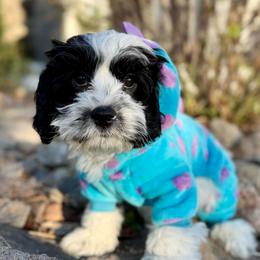 SNOOPY - Black and white male Cavapoo puppy in Draper, Utah from Cavachon Love Chocolate Cavaliers, Cavaliers, Cavachon’s, Cavapoos
