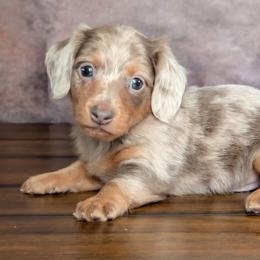 Arrow - Dapple male Dachshund puppy in Fultonville, New York from Sandy Aussies & Pomeranians