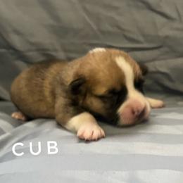 Cub 5yr health guarantee - Red male Pembroke Welsh Corgi puppy in Vernal, Utah from Bingo's Kennel