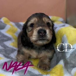 Nala - Cream female Dachshund puppy in Huntington, Texas from Camacho_Dachshunds