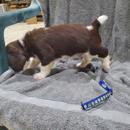 English Springer Spaniel Puppies from Painters Lane Livestock