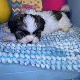 Crystal - Sable and white Shih Tzu puppy in Bradley, South Carolina from Katie’s Kennel
