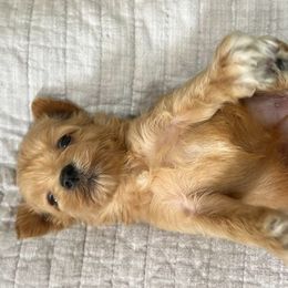 Bella - Wheaten female Miniature Schnauzer puppy in Big Point, Mississippi from Lorraine's Miniature Schnauzers