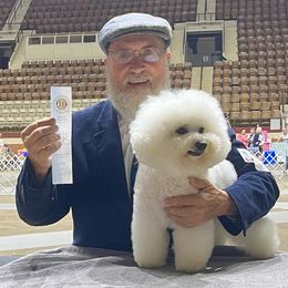Zoe - Bichon Frise