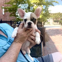 French Bulldog Puppies from Southern Mississippi Frenchies