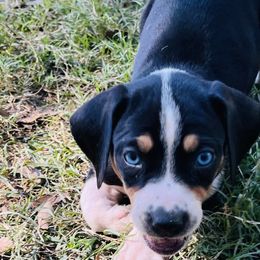 Catahoula Leopard Dogs from Double A Catahoulas