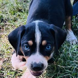 Catahoula Leopard Dogs from Double A Catahoulas
