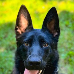 German Shepherds from Zähhund German Shepherds