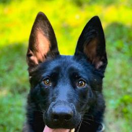 German Shepherds from Zähhund German Shepherds