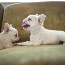 KIWI - Cream female French Bulldog puppy in Waikapu, Hawaii from Christine's French Bulldogs
