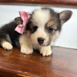 Teal Collar - Black and tan female Pembroke Welsh Corgi puppy in Abingdon, Virginia from Em-K Kennels
