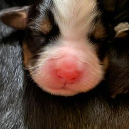 Aussiedoodles, Bernedoodles, and Bernese Mountain Dogs from Lost Coast Bernese Mountain Dogs
