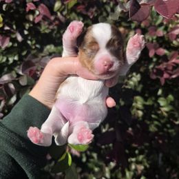 Butterfinger - Chocolate, tan and white female Yorkshire Terrier puppy in Lakeland, Florida from You Me & The Yorkies