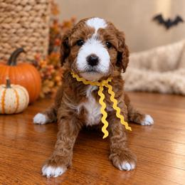 Etta (Loretta) - Red  female Goldendoodle puppy in Hendersonville, Tennessee from Ben's Best Buddy Goldendoodles