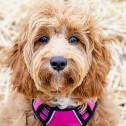 Roo - Cavapoo