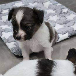 Garnet - Red white and sable male Papillon puppy in Hollister, Missouri from Swan Creek Kennel