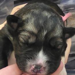 Zoe - Agouti and white female Siberian Husky puppy in Meridian, Mississippi from JJ's Huskies