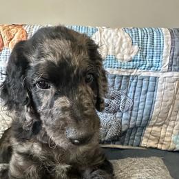 Parker - Merle male Goldendoodle puppy in Benson, North Carolina from Yvonne❤️Goldendoodles