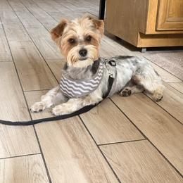 Bentley - Parti male Yorkshire Terrier puppy in Phoenix, Arizona from De La Cruz Yorkies