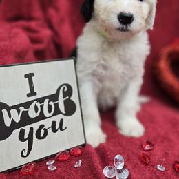 Frances - Gray and white female Old English Sheepdog puppy in Sutherlin, Oregon from Sapphire Eyes Sheepdogs