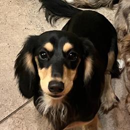 Evie - Dachshund