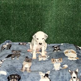 Kai - White and black male Dalmatian puppy in Fort Worth, Texas from Xzayvius Stitt