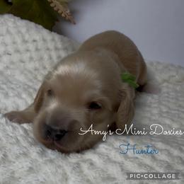 AKC Hunter (Green) - Cream male Dachshund puppy in Jena, Louisiana from Amy’s Mini Doxies