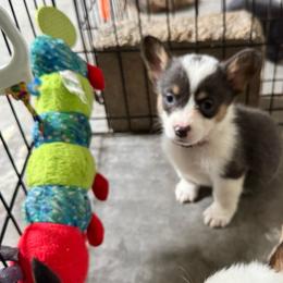 Supergirl - Blue female Pembroke Welsh Corgi puppy in Millsap, Texas from Punchy Pembroke Ranch