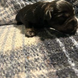 Cooper - Salt and pepper male Miniature Schnauzer puppy in Winterville, Georgia from Patty’s Little Pups