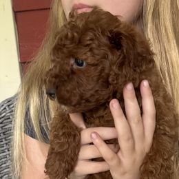 Goldendoodle Puppies from Providence Ranches
