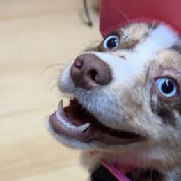 Miniature Australian Shepherds from Puddlestrueminiaussies