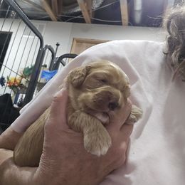 Honey - Brown female Cockapoo puppy in Maize, Kansas from Happy Doodles- Cockapoo and Cavapoo puppies