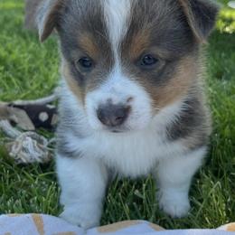 Pembroke Welsh Corgis from Fox Willow Corgis