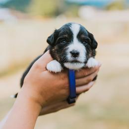 Purple Collar - Windy - Black tri female Miniature American Shepherd puppy in Enumclaw, Washington from Mount Peak Mini American Shepherds