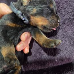 Dark blue boy - Black and mahogany male Rottweiler puppy in Salem, Oregon from C&C Royal Rottweilers