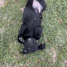Labrador Retriever Puppies from J and D Retrievers