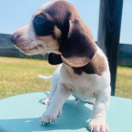 Peter - Chocolate and tan male Dachshund puppy in Stilwell, Oklahoma from MB’s Dachshunds
