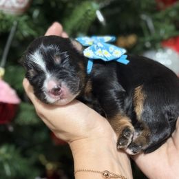 Zander - blue collar male - Tri-color male Bernedoodle puppy in Yuciapa, California from AlltheDoodlez_