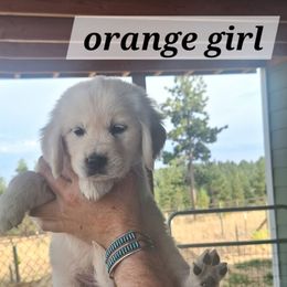 Daisy - Light golden female Golden Retriever puppy in Chelan County, Washington from Sunhill English Goldens
