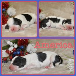 Aussiedoodle, Cavalier King Charles Spaniel, Cavapoo, and Labradoodle Puppies from McDoodles of Texas LLC