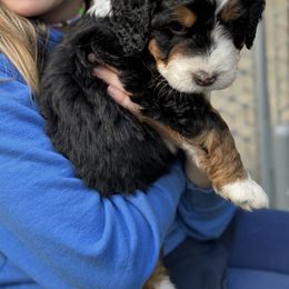 Bernedoodle Puppies from Bern'N Love Doodles