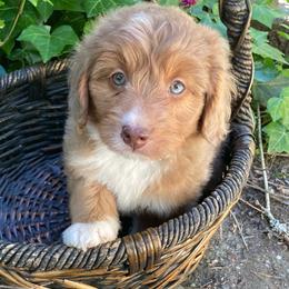 Cheetos - male Australian Mountain Doodle puppy in Port Orchard, Washington from Yukon Harbor Doodles