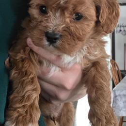 Romeo - Red male Cavapoo puppy in Hudson, Michigan from Peaceful Pines LLC