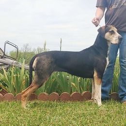Gealous - Catahoula Leopard Dog