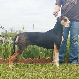 Gealous - Catahoula Leopard Dog