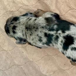 S/B Girl 1 - Black/tan dapple - Dachshund puppy from Open Hourglass LLC