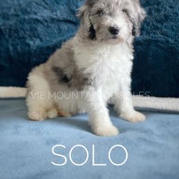 Goldendoodle Puppies from Ivie Mountain Doodles