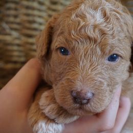Boy 3 - male Bernedoodle puppy in Caldwell, Idaho from Treasure Valley Poodles